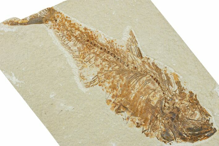 Fossil Fish (Diplomystus) - Green River Formation #224642